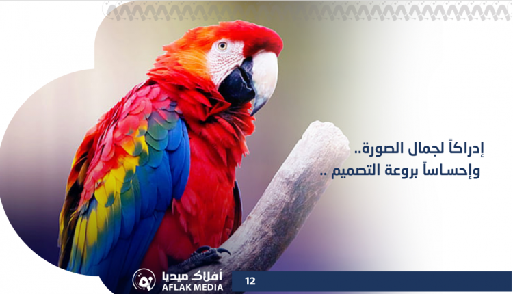 جمال الصورة وروعة التصميم
